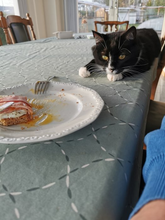 Svartvit katt som tittar på en tallrik med äggrester på ett köksbord.