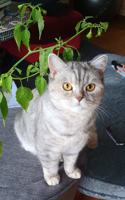 Grå katt med gula ögon sitter framför en grön planta, ser in i kameran.