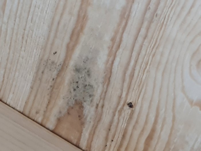 Mögel på ett träsprång i ett nybyggt tak.