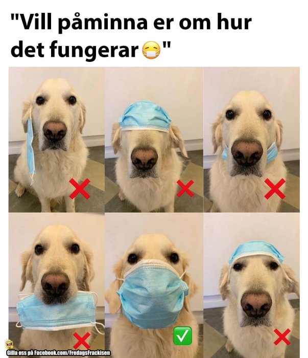 Instruktiv bildserie som visar rätt och fel sätt för en hund att ha på sig en ansiktsmask.