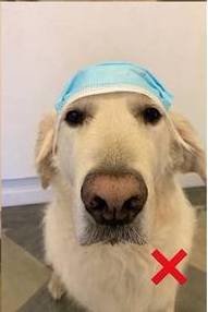 Hund med en kirurgisk mask på huvudet ser trött ut, med ett rött kryss över masken.