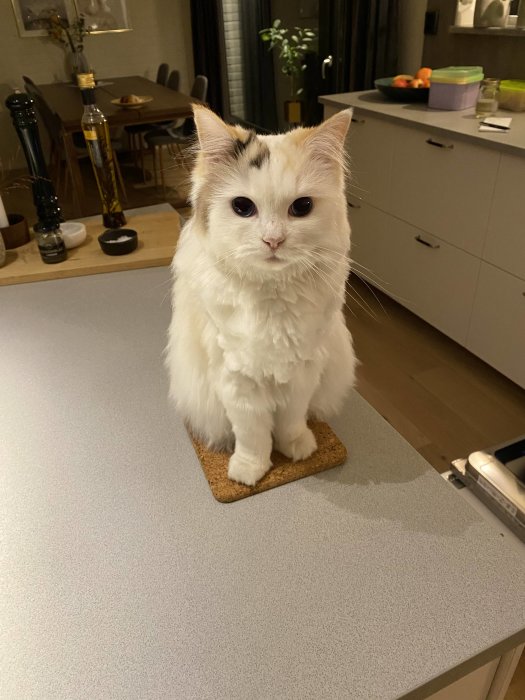 Vit långhårig katt som sitter på ett grytunderlägg på ett köksbord, ser fram mot kameran.