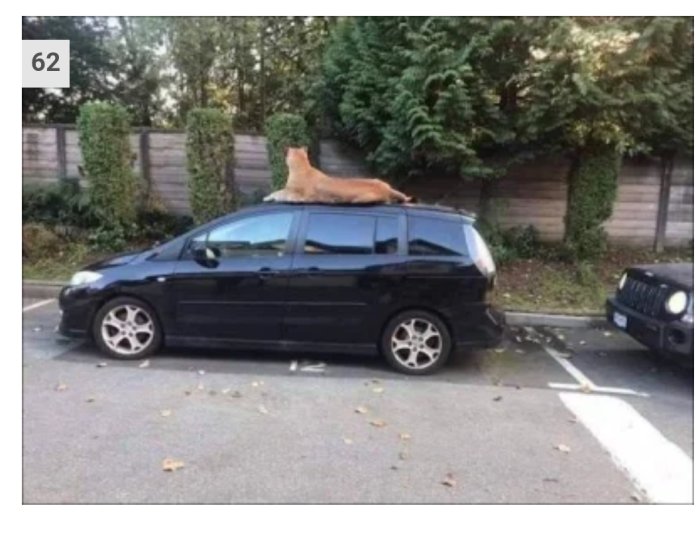 En bilparkering med en svart bil och en stor hund på dess tak ser ut som en ren.