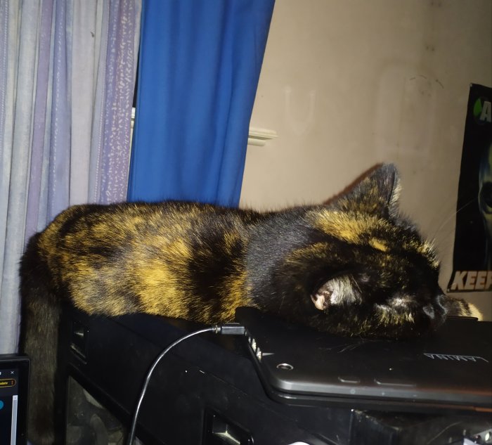 Katt som sover på en bärbar dator i ett rum.