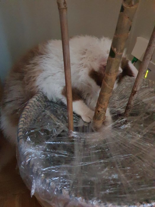 Katt gömd bakom stolsben och insvept i en kruka skyddad av plastfolie.
