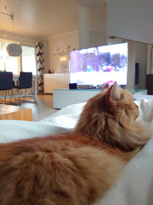 Rödbrun katt ligger på soffa med blicken mot en TV som visar skidtävling.