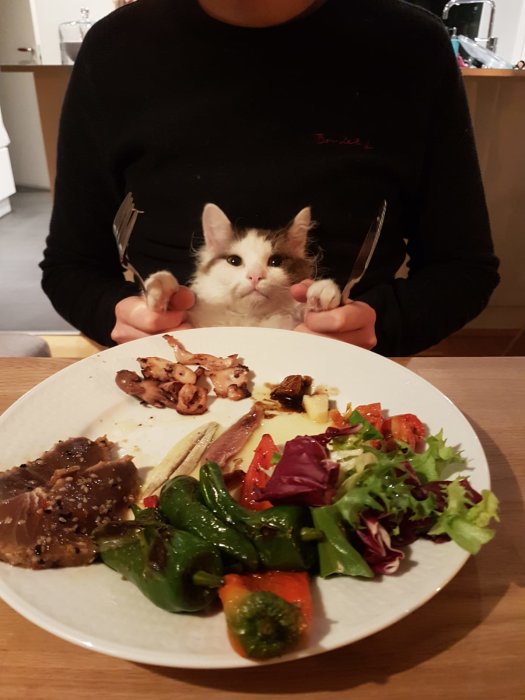 Person håller upp en tallrik mat med en katt sittande framför och tittande in i kameran.