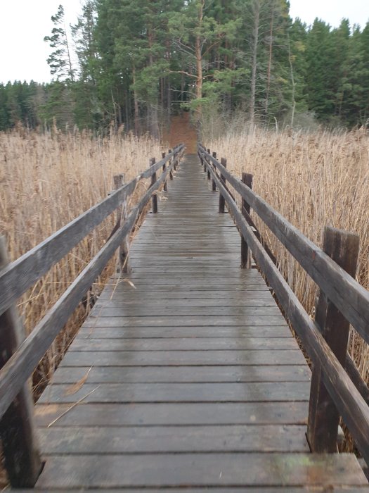 Träbro genom ett vassfält mot en skog.