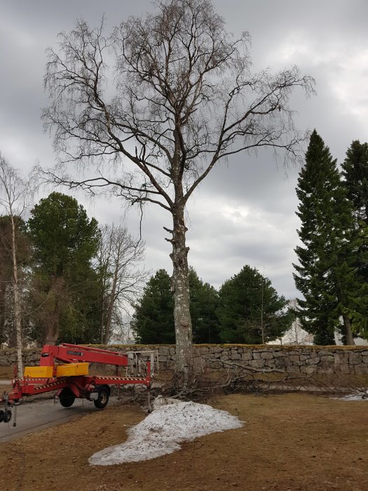 Stor björk vid gammal stenmur med skylift bredvid, redo för beskärning.