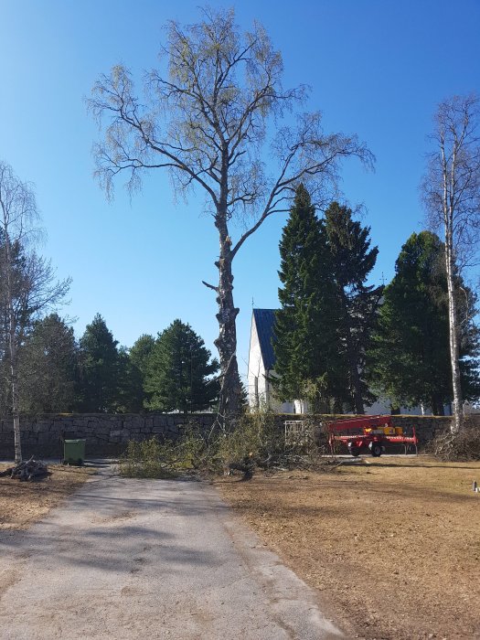 Hög björk vid en infart med nedfallna grenar, historisk kyrkmur i bakgrunden och klarblå himmel.