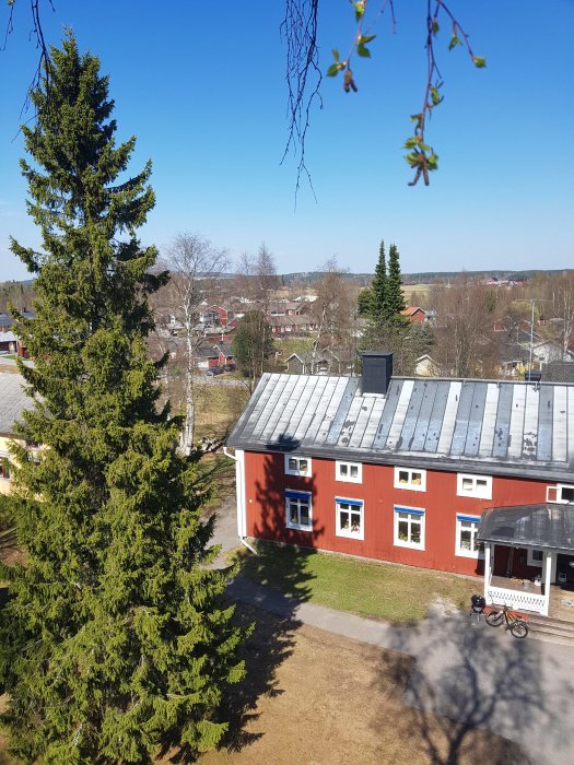 Björk vid infart nära röd byggnad, innan kvistning, utsikt över landskap och hus.