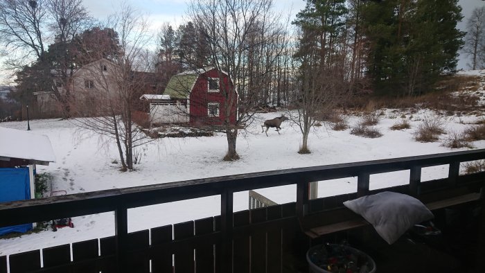 Röd stuga och uthus i snölandskap med älg som passerar framför.