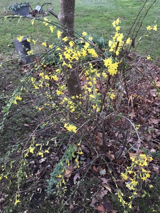 Vinterblommande buske med gula blommor och bladlösa grenar i en trädgård.