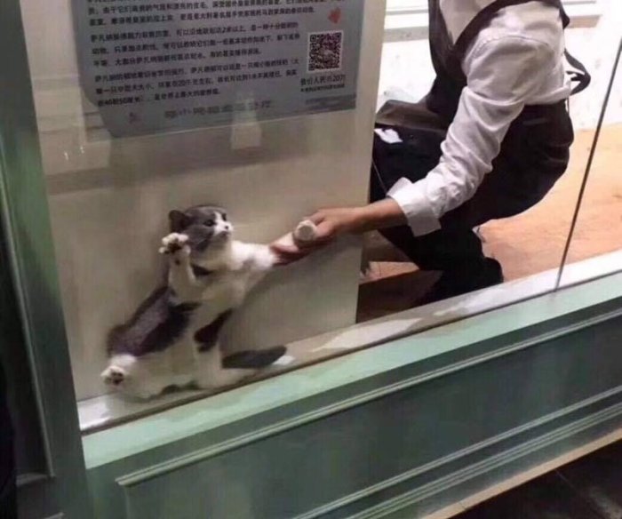 Katt klamrar sig fast vid ett fönster medan en person försöker dra ner den.