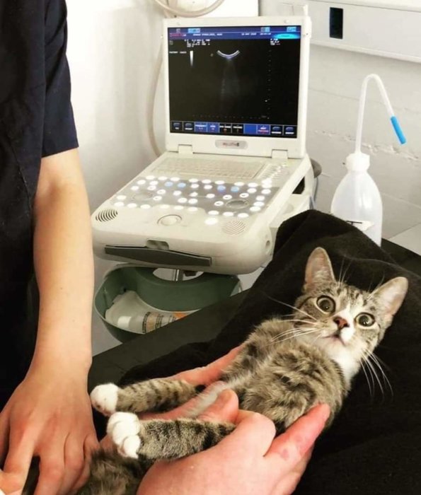 Katt med uttrycksfullt ansikte hålls av en person hos veterinären framför en ultraljudsmaskin.