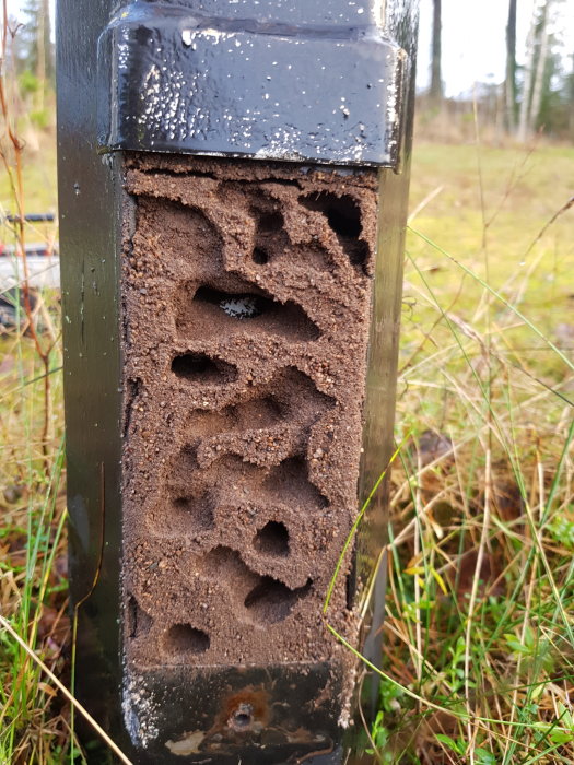 Gatlyktestolpe skadad av insekter som lämnat hål och gångar i träet.