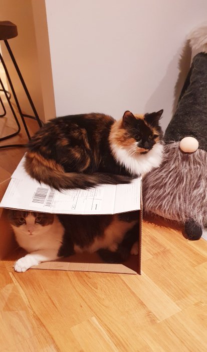 Två katter delar på en kartong, en ligger inne i kartongen och en sitter ovanpå.