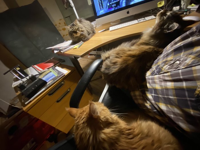 En person som tittar på F1-kval på en skärm med två katter som tar upp plats på skrivbord och i knät.