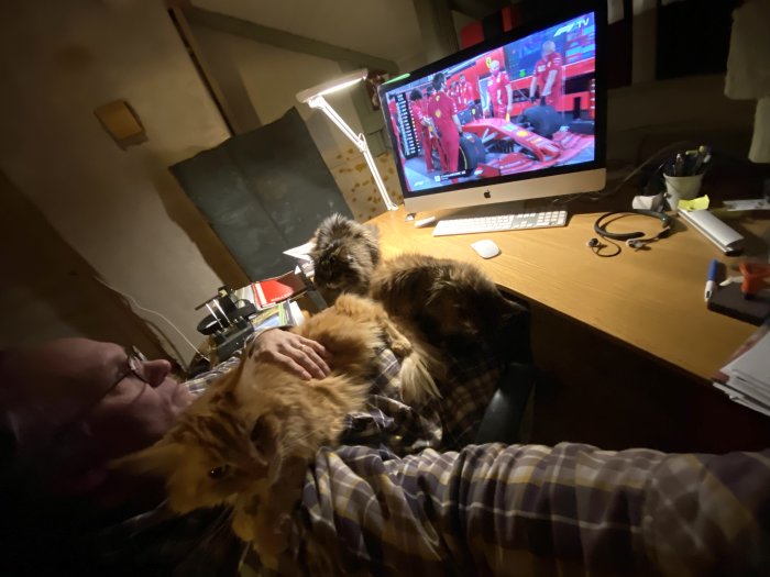 Person som tittar på F1-kval på en datorskärm, med två katter som ligger i knäet och tar upp utrymmet.