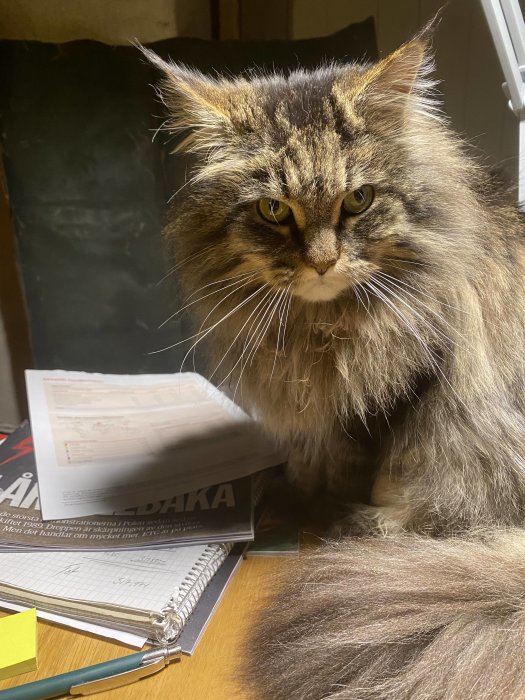 Långhårig katt ser missnöjd ut på ett skrivbord med papper och anteckningsblock.