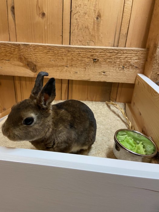 Brun kanin inne i en hembyggd träbur bredvid en matskål med sallad.