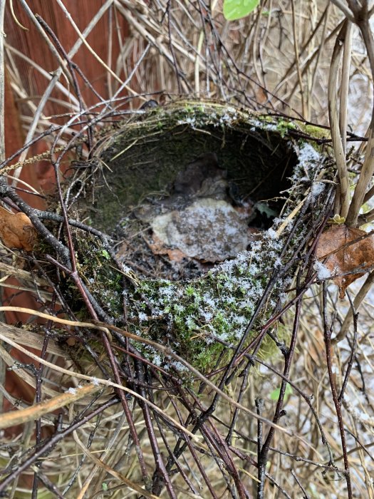 Runt fågelbo byggt i en kaprifolbuske med synligt mossa och grenar, ungefär 10-15 cm i diameter.