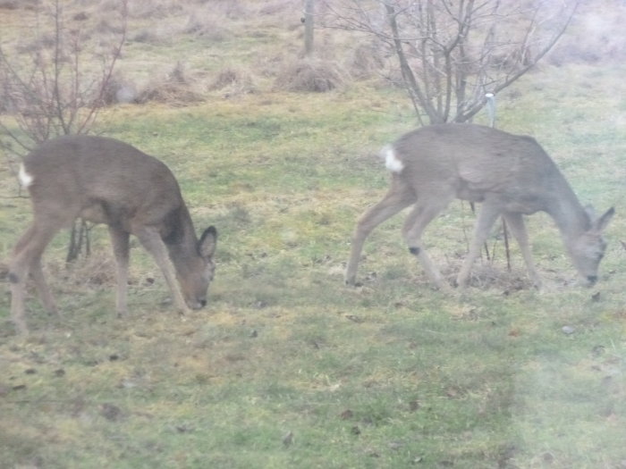 Två rådjur som betar i en trädgård, sett genom ett fönster.