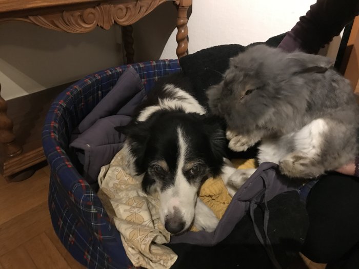 Hund och kanin tillsammans i en hundsäng, vilket visar deras oväntade vänskap.