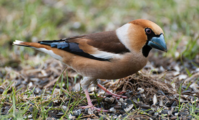 Stenknäck som står på marken bland löv och kvistar.