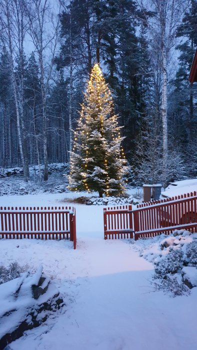 Upplyst julgran utomhus i ett vinterlandskap med snö, omgiven av träd och ett staket.