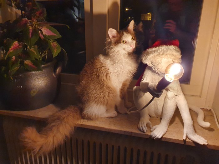 Katt vid fönster intill en lampa i form av en figur med jultomteluva.