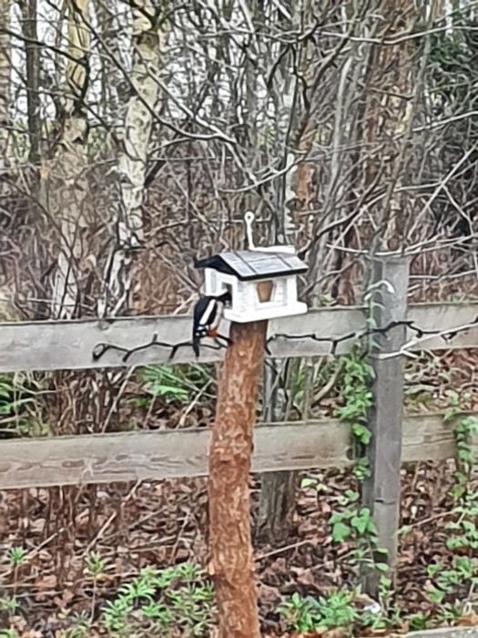 Fågelmatare på stolpe med en hackspett som äter, i bakgrunden en suddig skog och trädgårdsstaket.