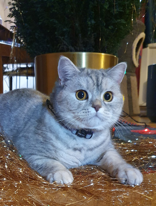 Grå katt med stora ögon ligger på glitter med en julcypress och julbelysning i bakgrunden.