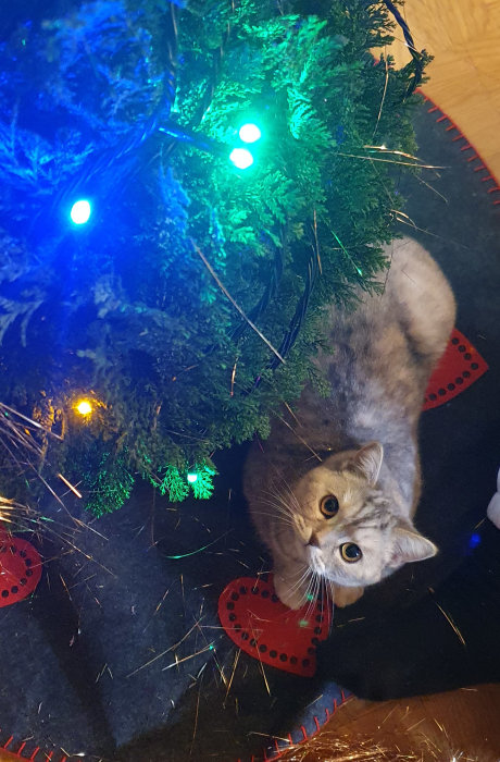 Katt under julcypress med lysande julgransljus och tittar upp mot kameran.