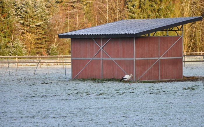 Stork vandrar framför röd lada i frostigt haglandskap.