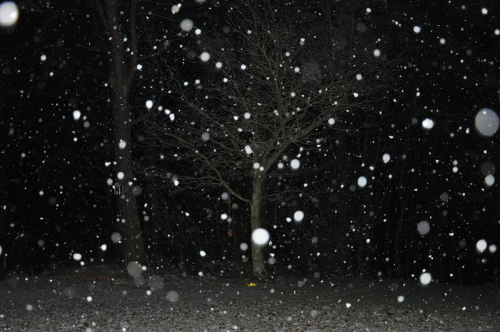 Täta snöflingor faller om natten framför ett kalt lövträd i Skåne.