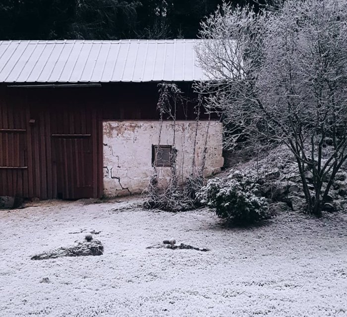 Gammal lada med sättningar i murbruk, täckt av frost, med röda dörrar och omgiven av snötäckt vegetation.