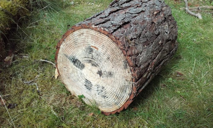 Fälld tallstam med svarta fläckar på avsnittet liggande på gräs.