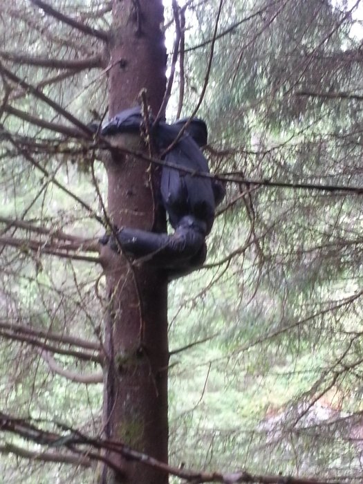 Svart klädesplagg hängande på träd i skogen.