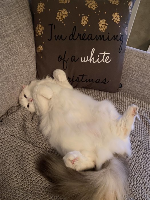 Vit långhårig katt på rygg för kvällskamning vid jul, intill kudde med texten "I'm dreaming of a white Christmas".