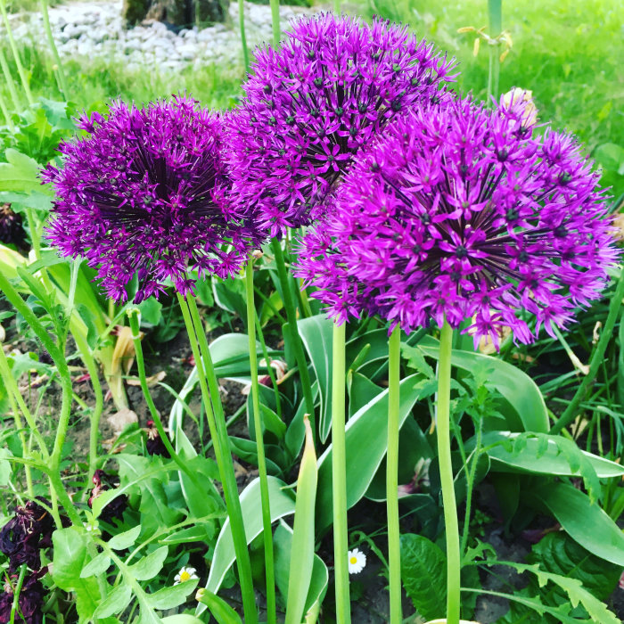 Lila alliumblommor med sfäriska blomhuvuden i en grönskande trädgård, symboliserande glädje för ett kommande planteringsprojekt.