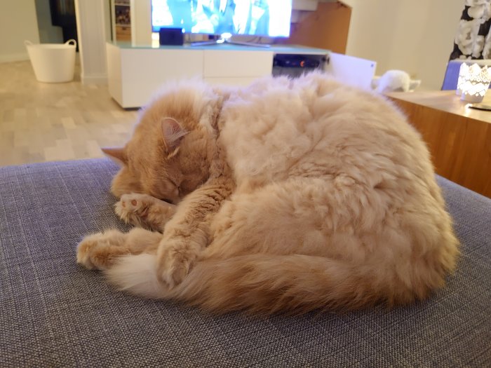 Fluffig orange katt som sover ihopkrupen på en blå soffa.