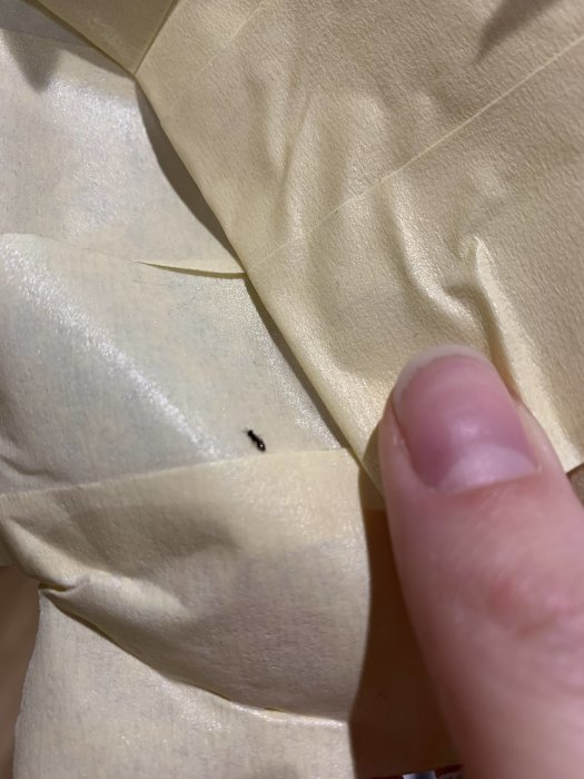 Ett litet svart kryp med vingar på en tejpbit som hålls av en person, troligtvis hittat i hemmets ventilation.