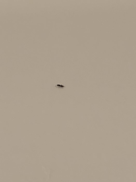 Ett litet svart kryp med vingar fastklistrat på en beige yta, eventuellt från ventilation.