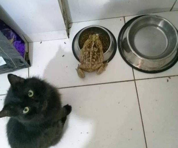 Svart katt stirrar förvånat på groda som sitter mellan två matskålar på ett golv.