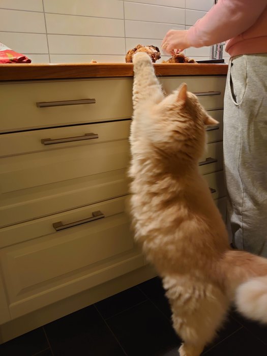 Orange katt sträcker sig mot ett köksbord där någon rensar grillad kyckling.