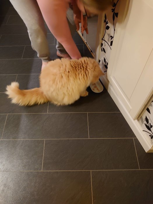En orange katt äter ur en matskål i ett kök medan en person står bredvid.