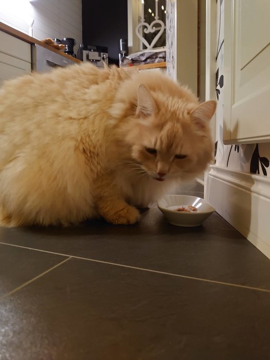 En ljus katt som luktar på rester av grillad kyckling i en liten vit skål på ett kaklat köksgolv.