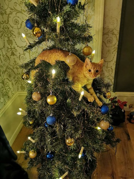 En orange katt klättrande i en julgran dekorerad med blå och guldiga kulor och tända ljus.