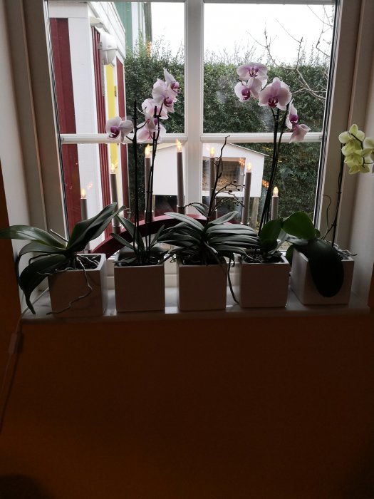 Fyra vita krukor med rosa orkidéer i olika blomningstillstånd på en fönsterbräda ovanför ett element.